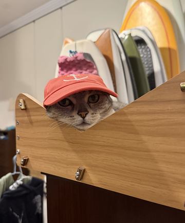 Dayone — Cat